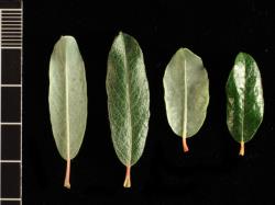 Salix repens. Pairs of leaves from two cultivars.
 Image: D. Glenny © Landcare Research 2020 CC BY 4.0